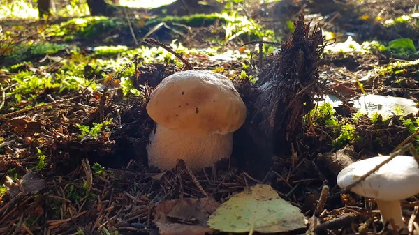 森林里的芙蓉是可食的蘑菇 — 图库照片