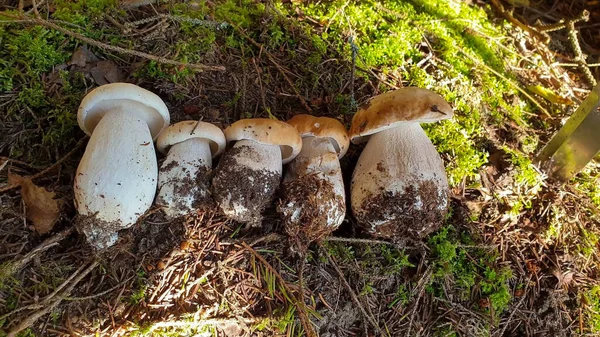 Funghi Nella Foresta Della Russia — Foto Stock