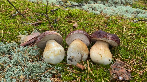 Three Boletus Moss Forest — Stock Photo, Image
