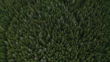 Hava görüntüleri bulutlu bir günde vahşi parkın ya da ormanın üzerinden uçuyor.
