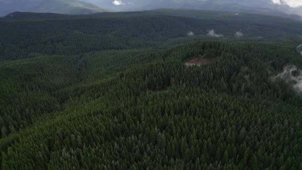 多云的天气 空中飞回夏日森林的顶部 — 图库视频影像