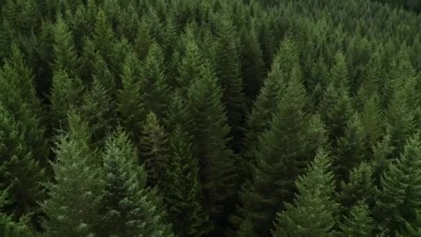 Antenn För Att Flyga Över Vacker Grön Skog Ett Landsbygdslandskap — Stockvideo