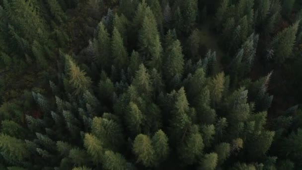 Forêt Russie Green Pinewood Forest Tournage Drone Haut — Video