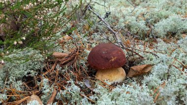 Mantar boletus edilus. Ormanda popüler beyaz mantarlar.