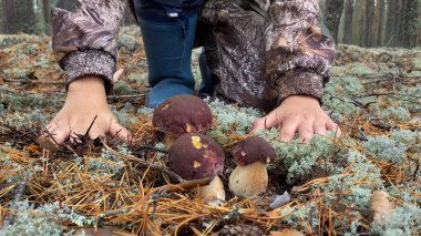 Çocuklar ormanda mantar topluyor.