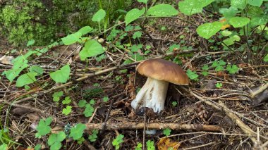 Çimenlerdeki güzel boletus