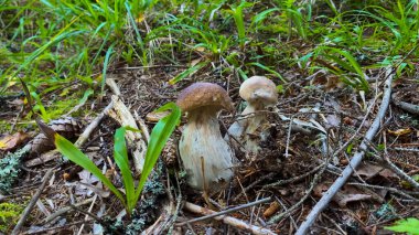 Boletus edulis mantarı ormandaki çimlerin üzerinde