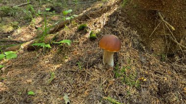 Kırmızı başlıklı yenilebilir bir mantar çimlerin arasındaki ormanda yetişir.