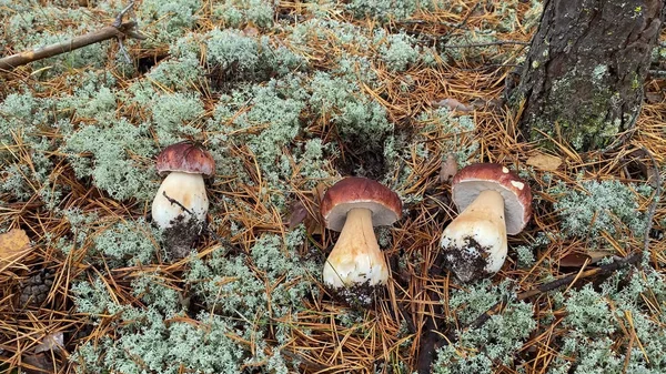 Twee Paddenstoelen Groeien Het Bos Jonge Boletus Paddenstoelen Gras Paddenstoelen — Stockfoto