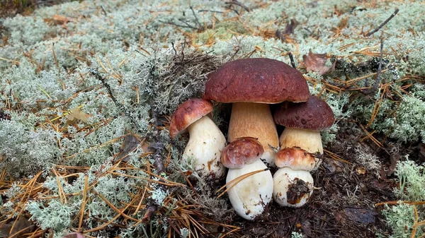 Witte Paddenstoel Mooie Paddenstoelen Groeien Het Bos Prachtige Verse Eetbare — Stockfoto