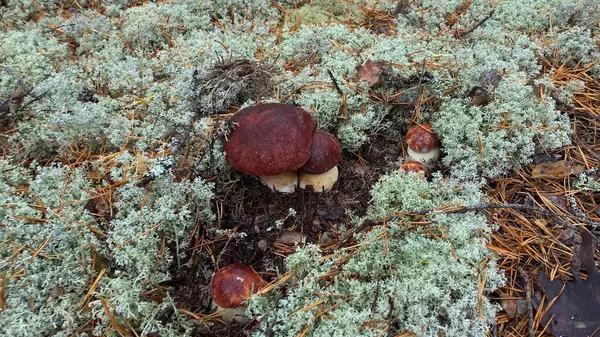 白色蘑菇 森林里长着美丽的蘑菇 美丽的新鲜食用菌 森林中的香菇 — 图库照片