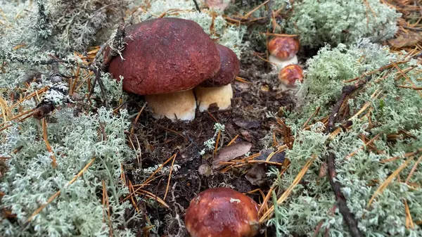 Paddenstoelen Gekapt Het Bos Paddenstoel Boletus Edilus Populaire Witte Boletus — Stockfoto