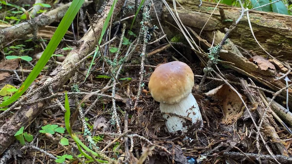 Boletus Edulis Съедобный Гриб Лесу Гриб — стоковое фото