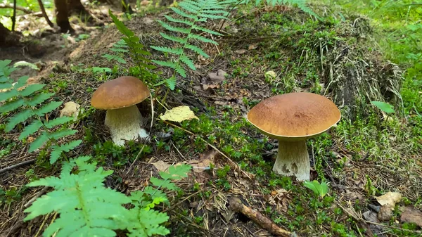 Hermoso Hongo Blanco Boletus Edulis Entorno Natural —  Fotos de Stock