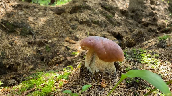 Lesie Trawie Rośnie Jadalny Grzyb Czerwoną Czapką — Zdjęcie stockowe