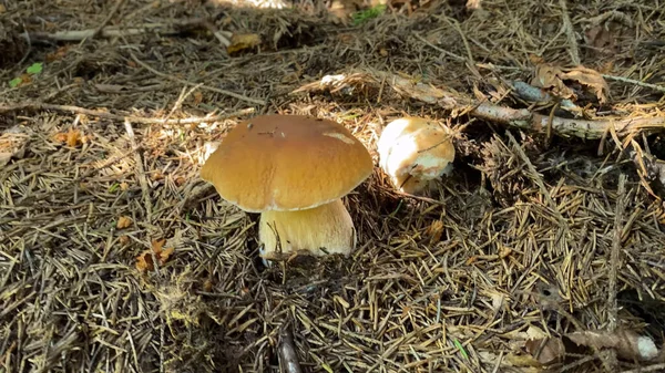 Hermoso Boletus Edulis Banner Setas Increíble Musgo Verde Antiguo Fondo — Foto de Stock