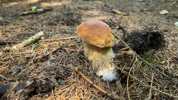 Pilz Moos Herbstwald — Stockfoto