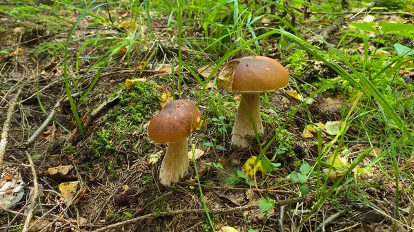 森林中的香菇 靠近可食蘑菇 — 图库照片