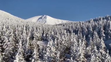 Güzel Kış Ormanı. Uçan Yalak. Hava görüntüsü. Kar Ağaçları.