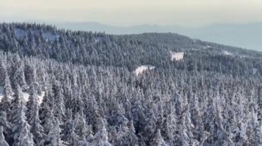 Karlı havada köknar ormanının üzerinde yükseliyor.