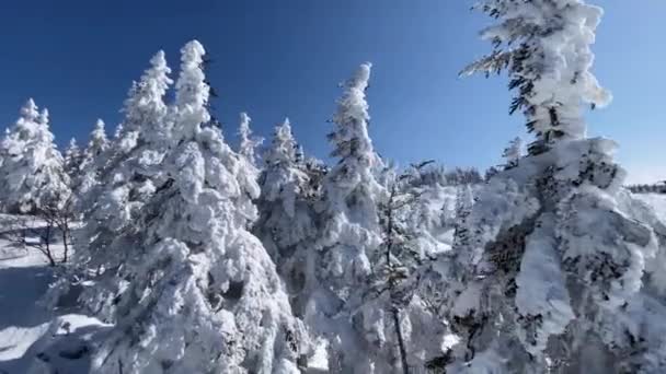 Forêt Dense Arbres Enneigés Avec Drone Capturant Fond Texture Naturelle — Video