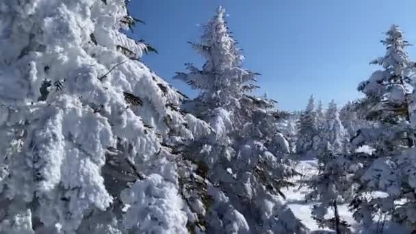 Drohne Fliegt Über Hohe Immergrüne Bäume Bedeckt Mit Frischem Bergschnee — Stockvideo