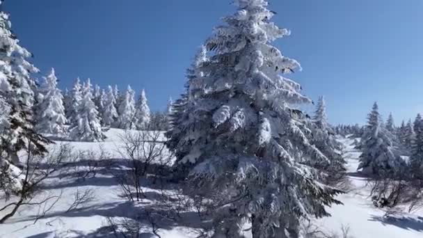 Drohne Schwebt Rückwärts Über Bergwald Aus Schneebedeckten Immergrünen Bäumen Endlose — Stockvideo