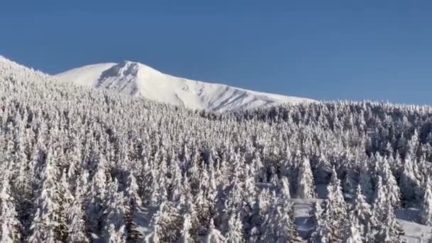 Gyönyörű Téli Erdő Repülő Vályú Légitekintés Hófák — Stock videók