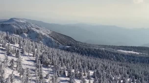 Drone Aérien Vole Dessus Des Arbres Enneigés Dans Les Montagnes — Video