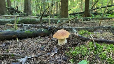 Porcini Cep Beyaz Mantar Kralı Boletus Pinophilus. Ormanda yosunlu mantar miselyumu. Güneş ışınlarının içindeki vahşi hayatta büyük mantarlar. Mantar toplama mevsimi. Mantar bitkileri