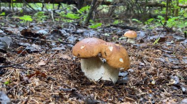 Porcini Cep Beyaz Mantar Kralı (Boletus Pinophilus) Mycelium ormanda yosun olarak yetişir. Güneş ışınlarının içindeki vahşi hayatta büyük mantarlar. Mantar toplama mevsimi.