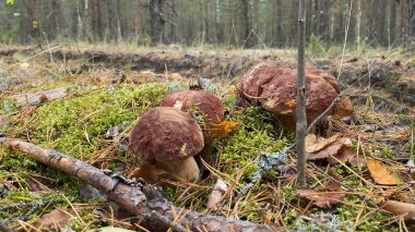 Yeşil yosun içinde Boletus Edulis mantarı. Eski sihirli orman mantarları. Güneşli bir günde beyaz mantar.