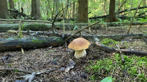 Porcini Cep白蘑菇国王Boletus Pinophilus 在森林里苔藓中的真菌菌丝体 阳光下野生动植物中的大蘑菇 冬眠收获季节 真菌植物 — 图库照片