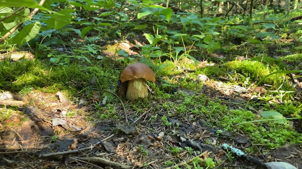 Boletus Marrón Champiñones Musgo Del Bosque Sotobosque Una Reserva Natural — Foto de Stock