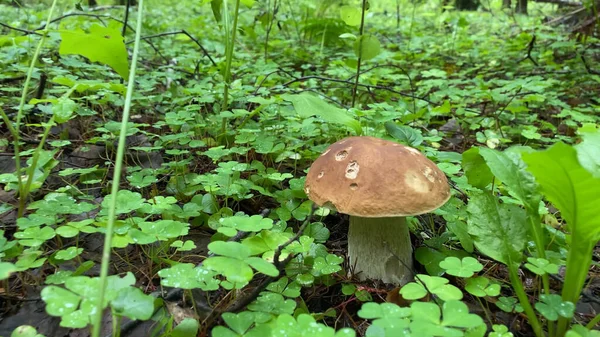 Porcini Cep White Mushroom King Boletus Pinophilus Micelio Fúngico Musgo — Foto de Stock