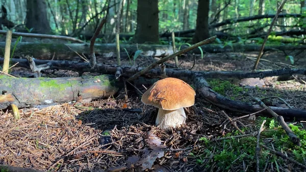 可食用的蘑菇橙色的帽檐在森林里密闭着 — 图库照片