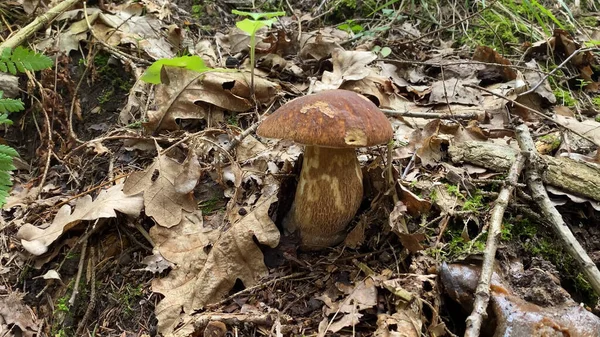 森林里长着一株蘑菇 年轻的Boletus 草丛中的蘑菇 蘑菇猎杀 蘑菇采摘 — 图库照片