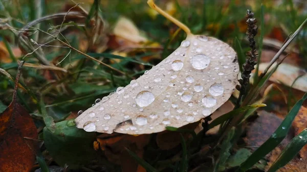 Feuille Érable Automne Gouttes Eau Gouttes Eau Feuille Érable Automne — Photo