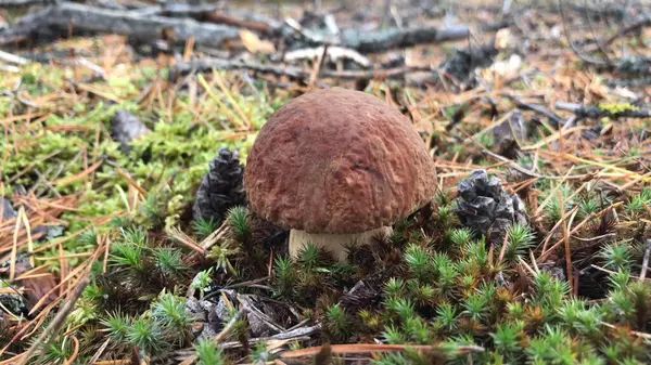 Essbare Pilze Steinpilze Wald — Stockfoto