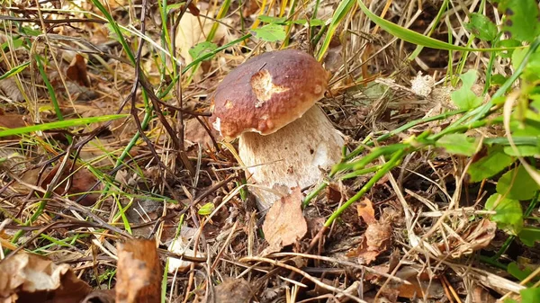 Porcini Cep白蘑菇国王Boletus Pinophilus 在森林里苔藓中的真菌菌丝体 自然界中的大蘑菇 冬眠收获季节 真菌植物 — 图库照片