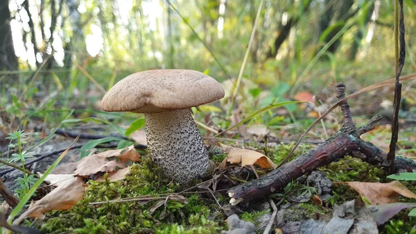 Champignons Xerocomellus Pruinatus Champignons Comestibles Poussant Sur Mousse Dans Forêt — Photo