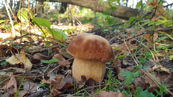 Los Hongos Xerocomus Badius Crecen Bosque — Foto de Stock