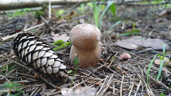 버섯들 오락을 가을로 정하라 식생활 — 스톡 사진