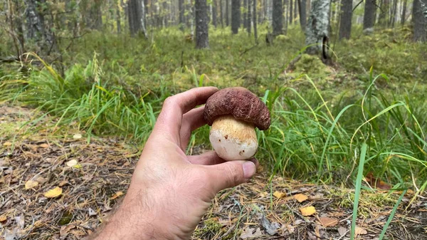 Гриби Порізали Лісі Mushroom Boletus Edulis Росте Зеленому Моху Сцена — стокове фото