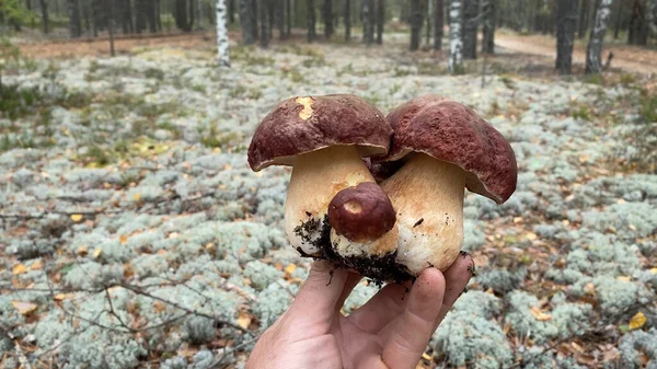 Fotografie Menschlicher Hand Die Drei Kleine Steinpilze Hält Grüner Natürlicher — Stockfoto