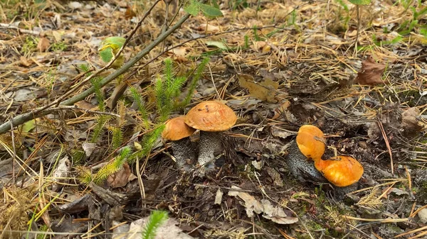 Söt Bulle Svamp Växer Gräset Det Vegetarisk Kost Mat — Stockfoto