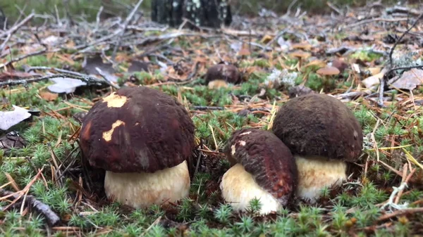 Fehér Gomba Gyönyörű Gombák Nőnek Erdőben Gyönyörű Friss Ehető Gomba — Stock Fotó