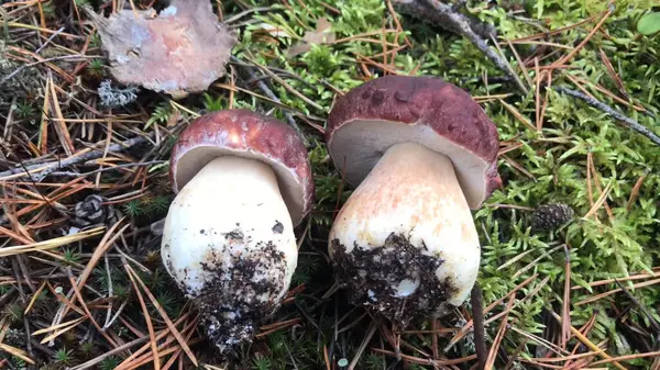 Fiatal Porcini Gomba Erdőben Friss Ehető Gomba Tűlevelű Erdőben — Stock Fotó