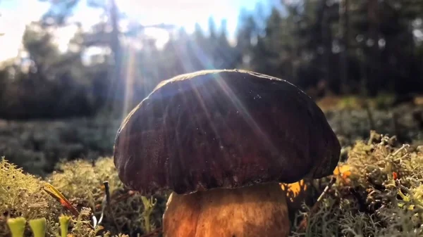 Gombás Boletus Fonott Kosárban Őszi Cep Gomba Tavaszi Boletus Edulis — Stock Fotó