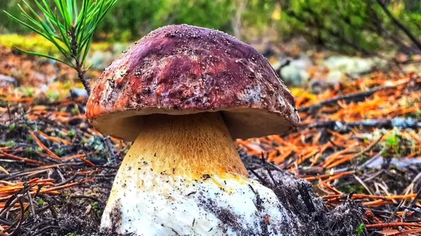 Boletus Edulis Creciendo Bosque Boletus Rey Musgo Verde — Foto de Stock